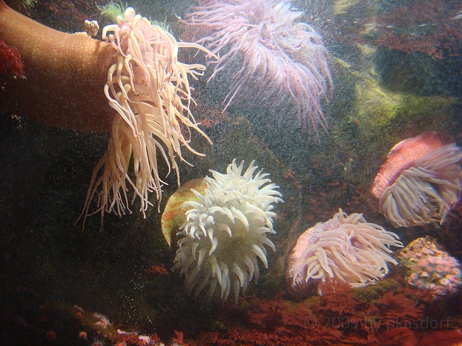 Baltimore [2009 July 02] 250.JPG - Scenes from Baltimore's Inner Harbor.